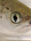 The head of a smolt looking at us