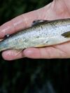 Smolt in hand