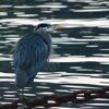 Mussel Rock Heron Feb 2017 David Robinson