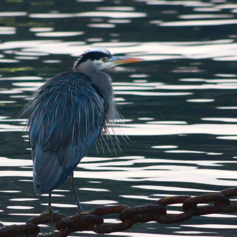 Mussel Rock Heron Feb 2017 David Robinson