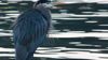 Mussel Rock Heron Feb 2017 David Robinson